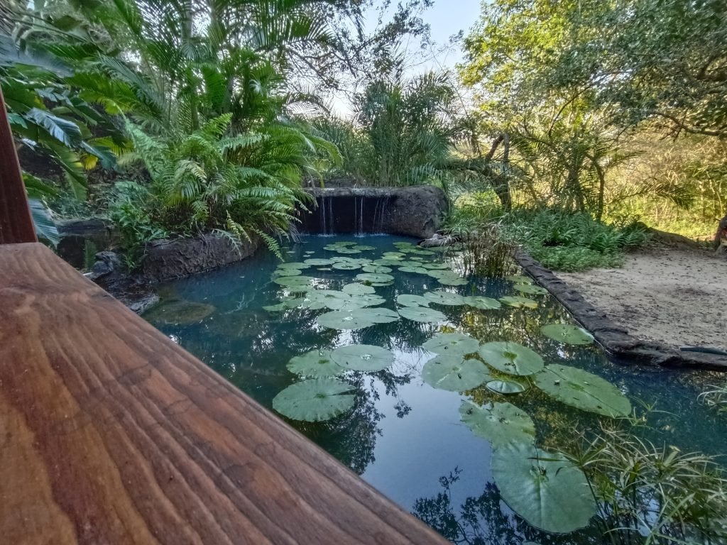 Lily pond and waterfall on the property