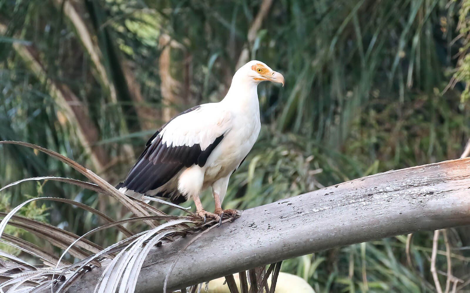 Palm Nut Vulture perched on a raffia palm frond