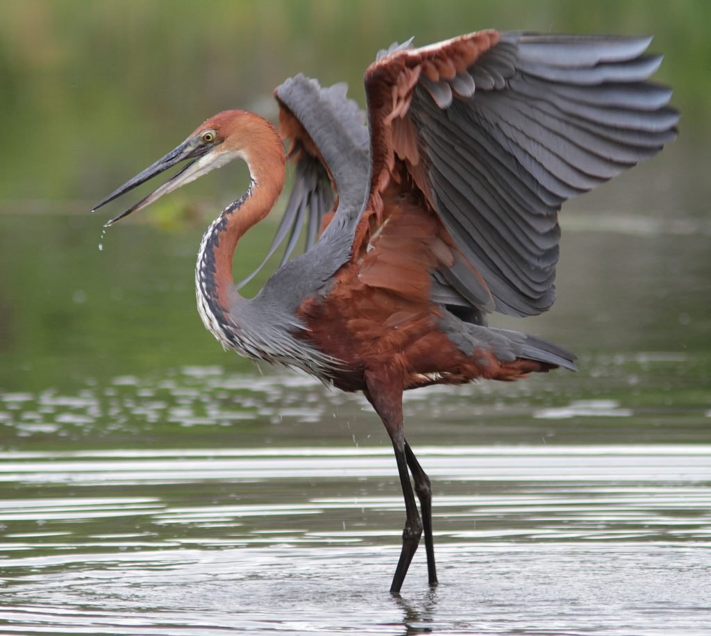 Goliath Heron fishing in the lake system