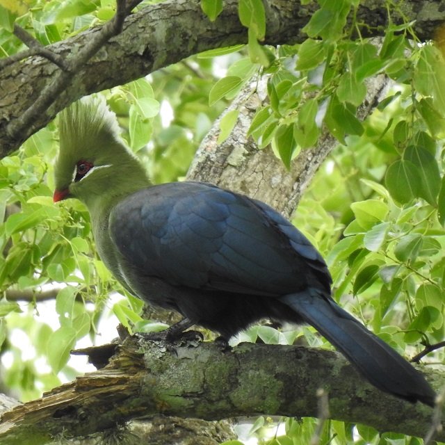 Knysna Turaco perched in coastal forest canopy