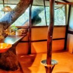 Open-air bathroom built around a living tree with a hand-carved tree-stump sink, Lualaba chalet