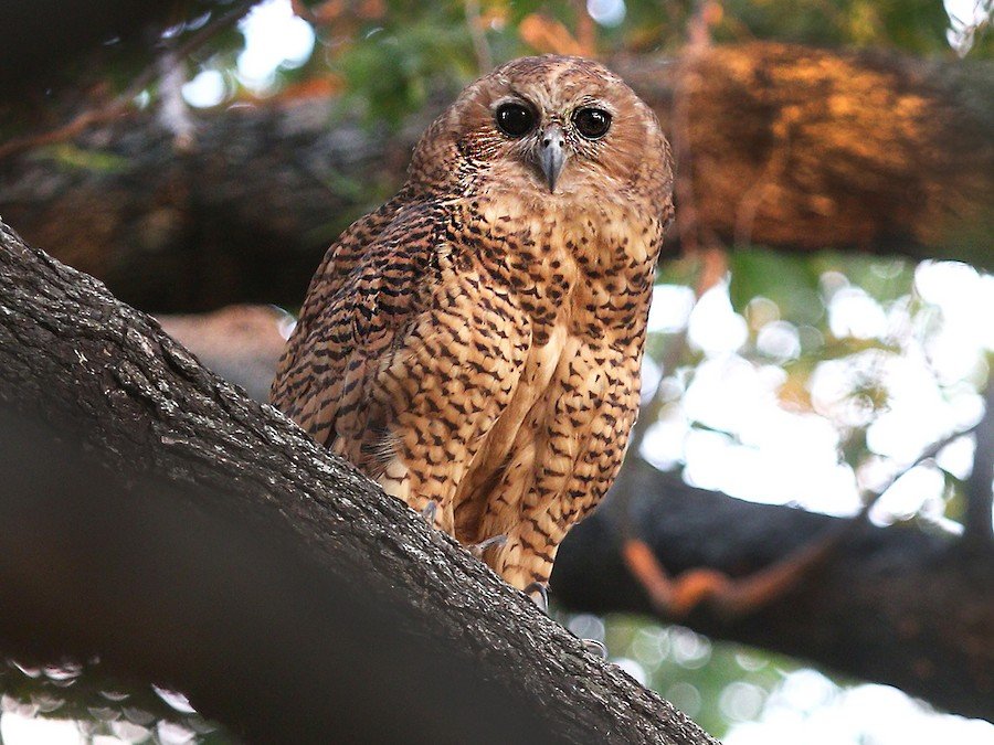 A Pels Fishing Owl perched in riverine forest near Kosi Bay